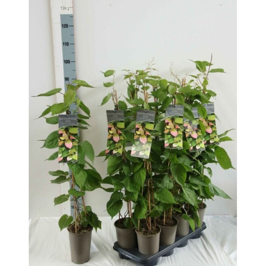 Minikiwi – Actinidia kolomikta - C2 60-80 CM Stick